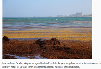 EcocienciaGT's tweet photo. El #sargazo representa una de las mayores amenazas ecológicas para el #Caribe, región #megadiversa que depende de sus recursos naturales. Reportaje de @AlexCastroFlo, parte de la serie Aguas Turbias, producido con apoyo de @earthjournalism de @Internews
https://t.co/lKYCpArJ15 https://t.co/MvTSDXDt5r