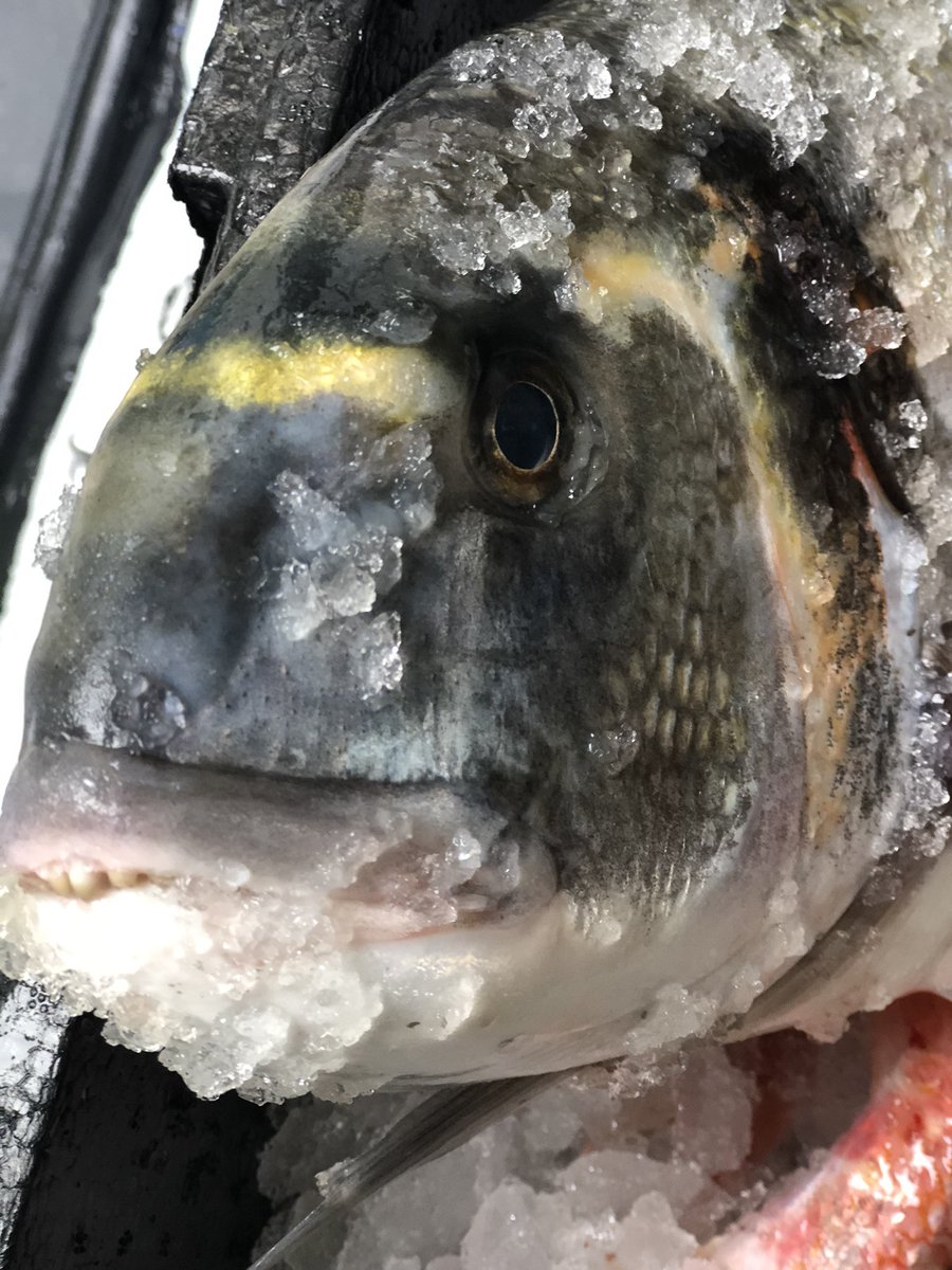 #SuperFresh #Cornishfish #cornishkingcrab #wildbream 1.9kg! Stunning #redmullet #mackerel home delivery serving #truro and #theroselandcornwall