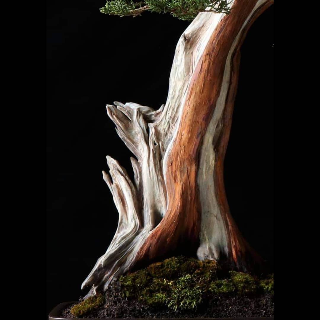 bonsaimente's tweet photo. Junípero del maestro mexicano Felipe Gonzalez.

Síguelo en su cuenta de Instagram @felipegonzalezbonsai y disfruta de sus maravilloso trabajo.

#Bonsai #盆栽 #บอนไซ  #분재 #бонсай #盆景 #Bonsaï #HagamosBonsai #BonsaiMexico https://t.co/wpQA02QvHu