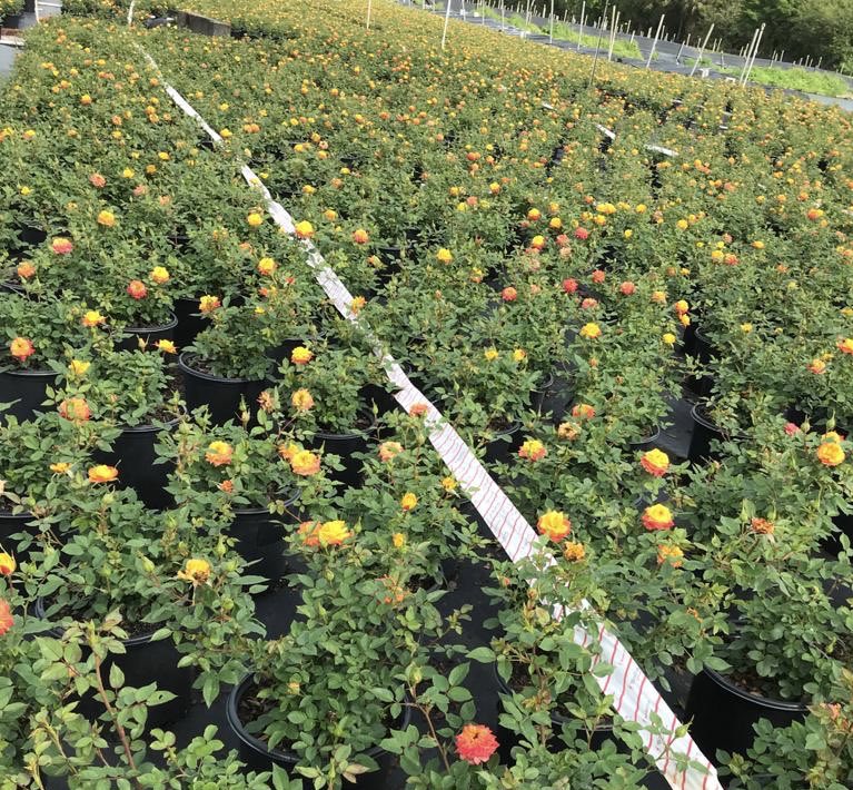 BiolineAgScNA's tweet photo. 👀🙌 #Anderline #andersoni #Bugline is our one-of-a-kind long sachet that can help you prevent and control #spidermites and #russetmites. This controlled release technology protects your crop from #pests.
🗣Need more information on our #Bugline sachet? 📨 Send us a DM. #Bioline https://t.co/oHkwzVA2nB
