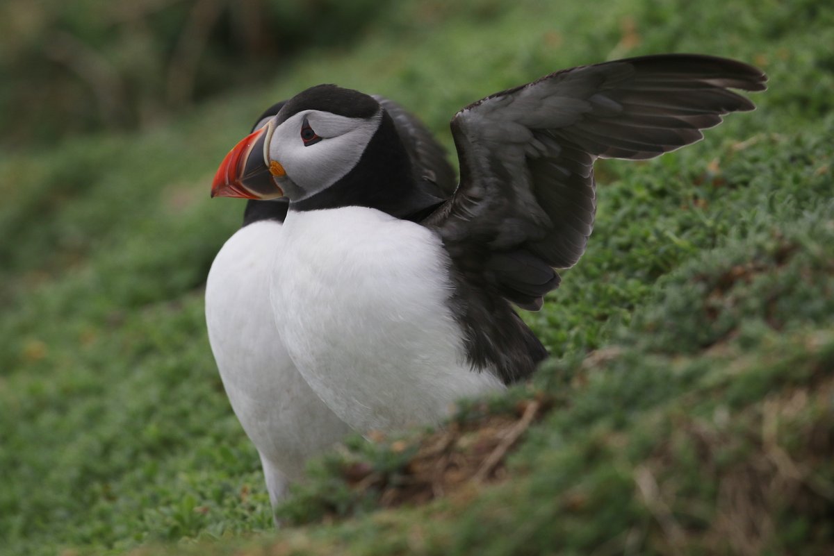 Skokholm Island tweet media