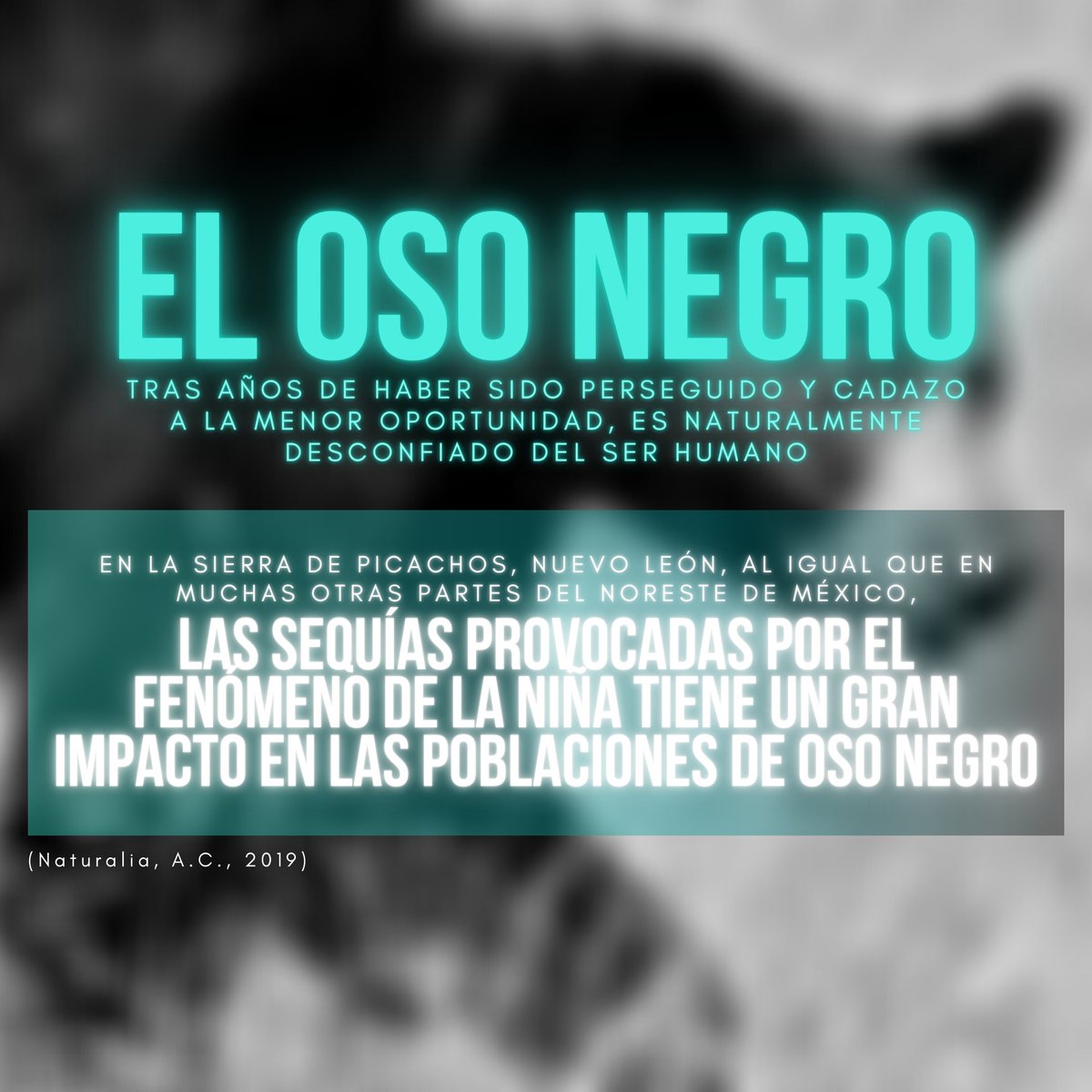 steamex_mx's tweet photo. (1/2) Esta semana, presentamos a dos grandes carnívoros amenazados: OSO NEGRO & JAGUAR.
🖋️: Naturalia, A.C.
📷: Naturalia, A.C. & National Geographic.
#STEAMex #oladelnorte #omgrobots #FIRST https://t.co/kmHXA2cwmp