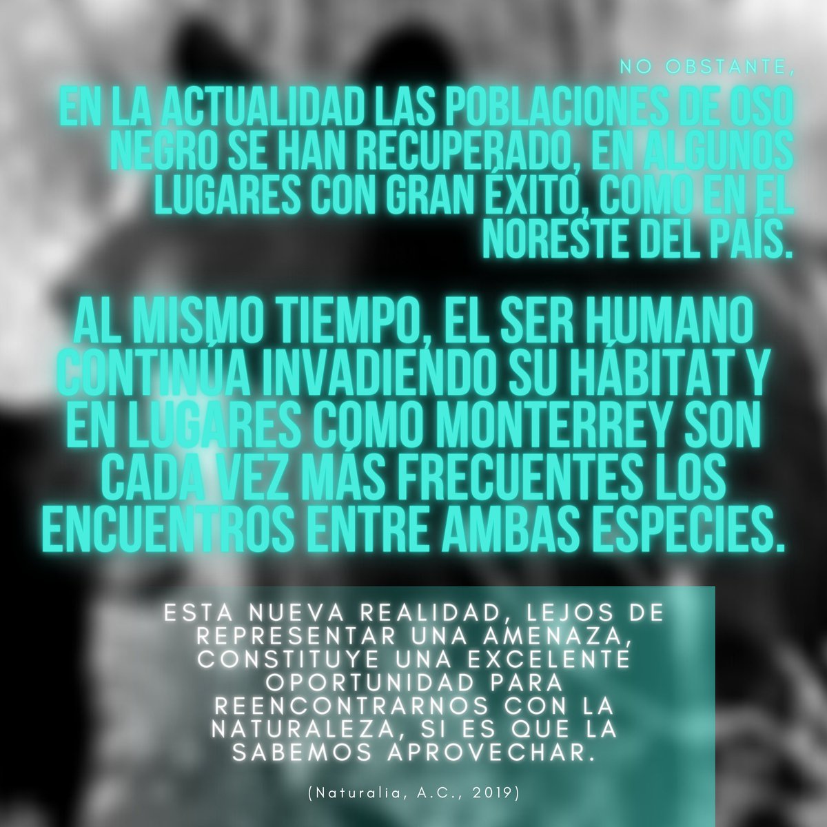 steamex_mx's tweet photo. (1/2) Esta semana, presentamos a dos grandes carnívoros amenazados: OSO NEGRO & JAGUAR.
🖋️: Naturalia, A.C.
📷: Naturalia, A.C. & National Geographic.
#STEAMex #oladelnorte #omgrobots #FIRST https://t.co/kmHXA2cwmp