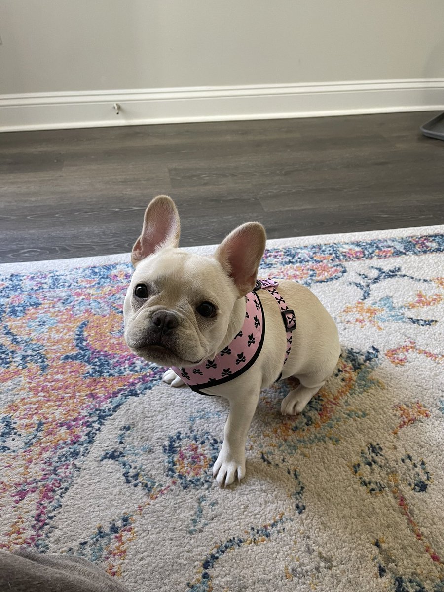 SpoiledMiley's tweet image. I finally fit into my “big girl” harness from @FrenchieBully