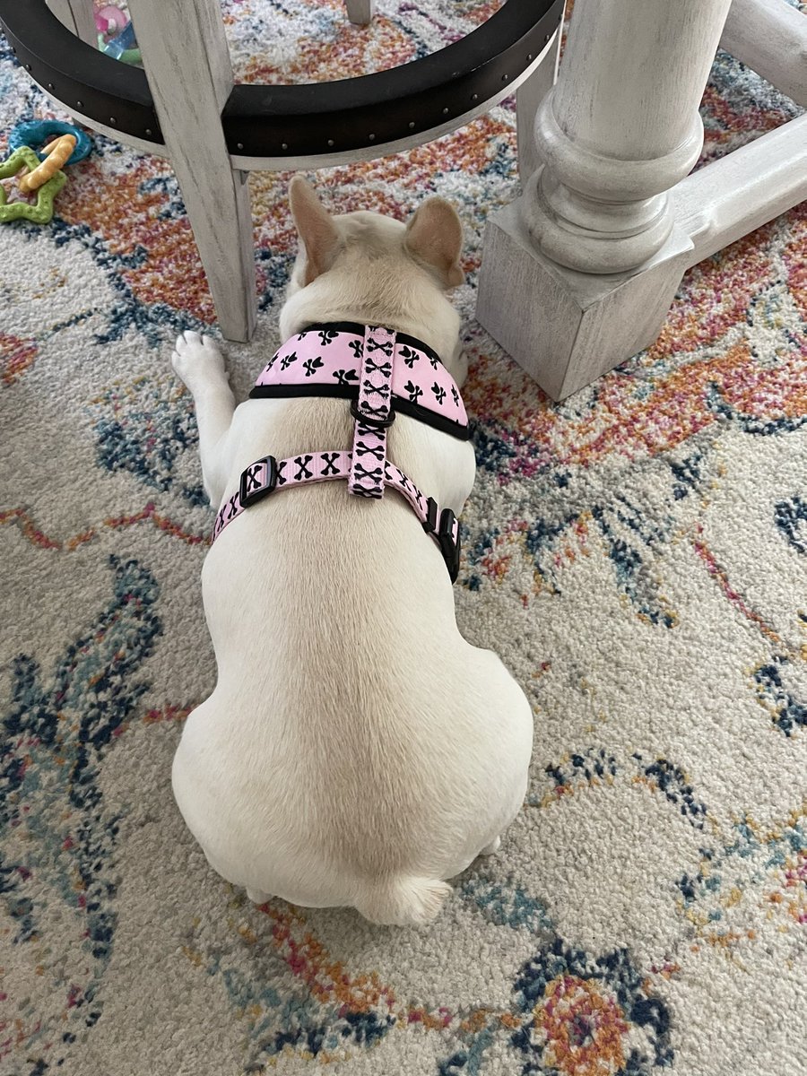 SpoiledMiley's tweet image. I finally fit into my “big girl” harness from @FrenchieBully
