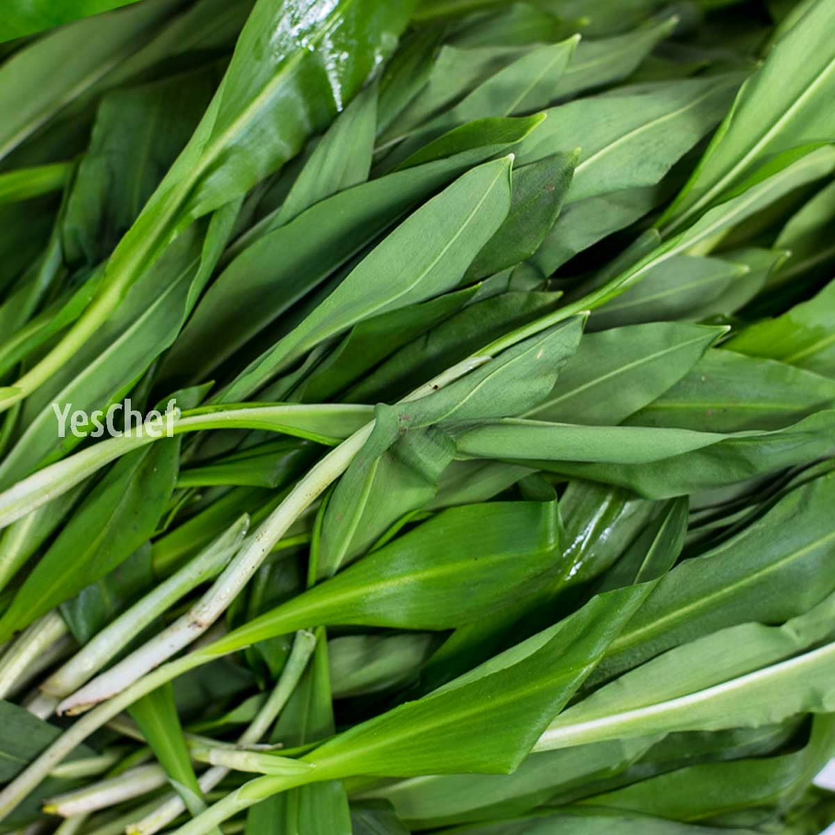 YESCHEFBIZ's tweet photo. Taste of Spring-
Wonderful wild garlic leaves
.
#supportsmallbusiness #supportmarket
. 
#yeschef #wildgarlic https://t.co/6YS9SQuB3L
