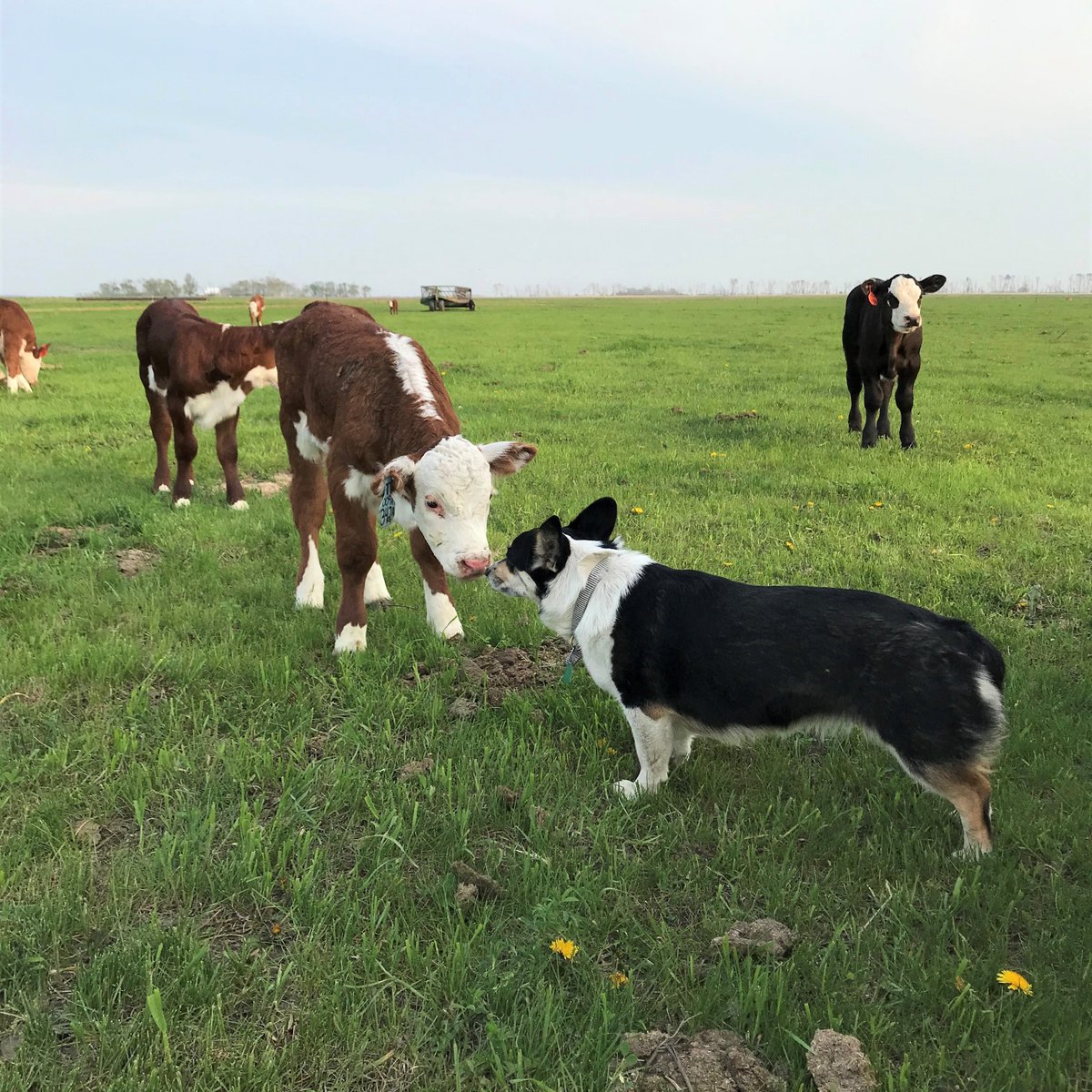 AgCountry's tweet photo. Without farms, we wouldn't have farm dogs. Reply with a picture of your 4 legged farm or ranch hand! 

#NationalAgWeek https://t.co/eK041oNLHu
