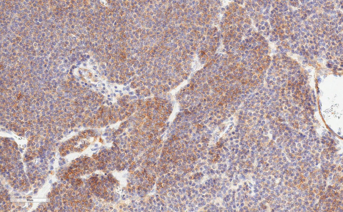 Vikram Deshpande tweet media