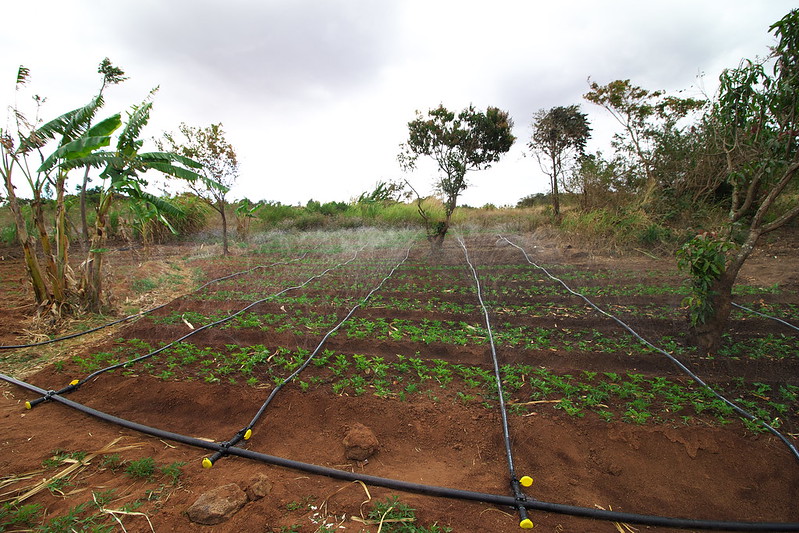 Taat_Africa's tweet photo. #ValuingWater #Water2me #CatchTheRain OFSP: #TAAT  @IWMI_ &amp; @Cipotato promote hi-quality vine production in Malawi https://t.co/DFL5qktFPl "This is a very profitable technology that can take farming in #Malawi to new levels”@AfDB_Group @MalawiGovt @WFP @snkowani @LAZARUSCHAKWERA https://t.co/dvTL2e92X8