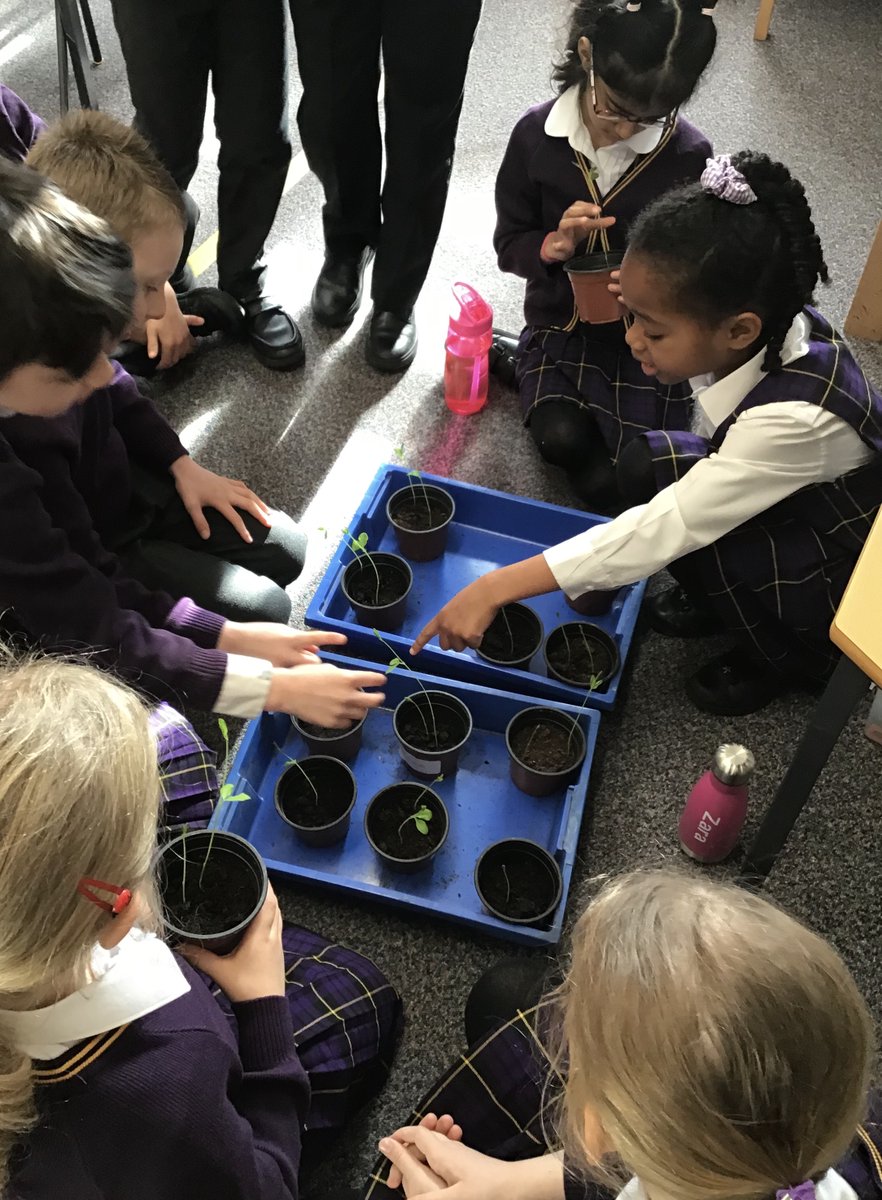 Year 2 had a moment of awe and wonder this morning when they discovered how much their plants have grown over the weekend! #Intrepid