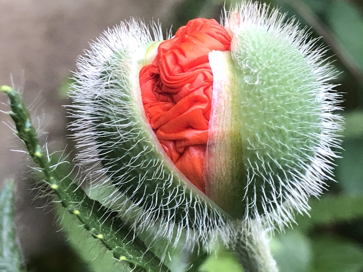 adamdejong_'s tweet photo. Voor wie de weg naar binnen zoekt... op 9 april start bij Focusing Utrecht weer een basistraining van 8 vrijdagen. Maak jezelf het ambacht eigen van werken met een felt-sense en leer hoe je de relatie aangaat met wat zich van binnen laat zien.
Meer info: https://t.co/JB41Ow9JPL https://t.co/Cd9P2DCiJG