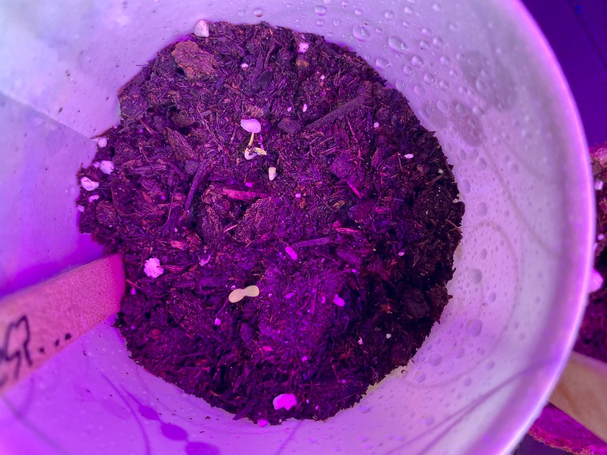 Nora Fleming tweet media