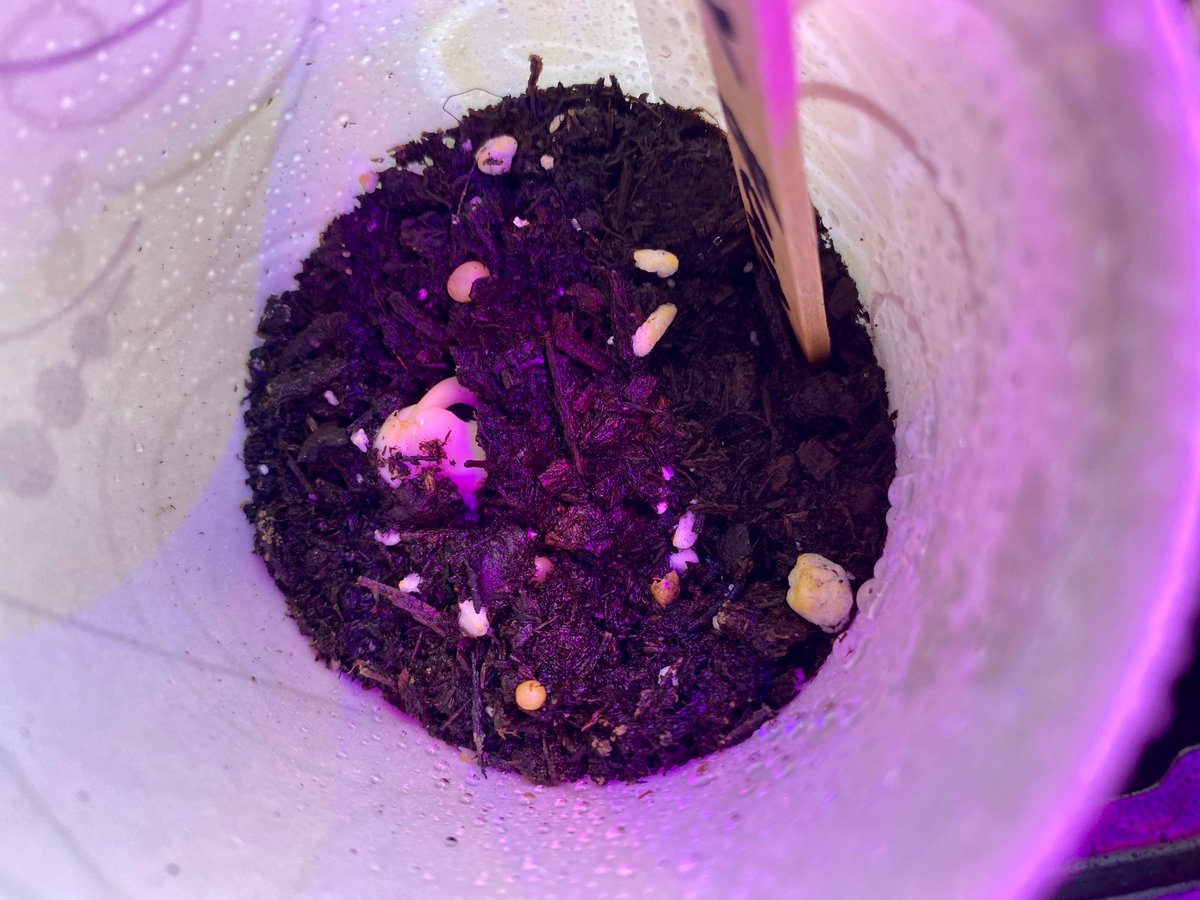 Nora Fleming tweet media