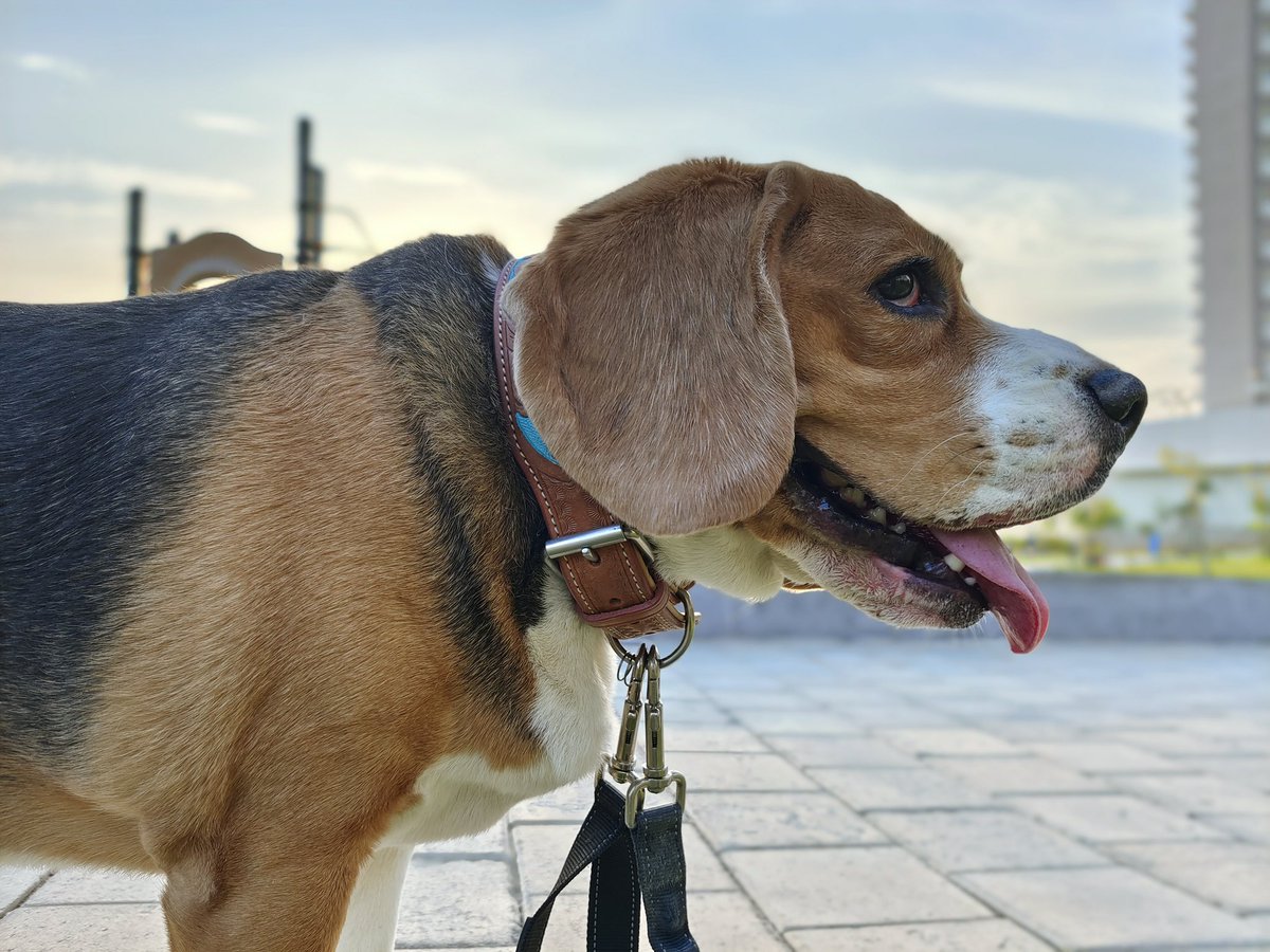 sandeep9sarma's tweet photo. Portrait Mode again great dynamic range and also good boi @RamboSarma
#vivoX60Series #vivoX60Pro #revatlas https://t.co/Kx0KK14LaE