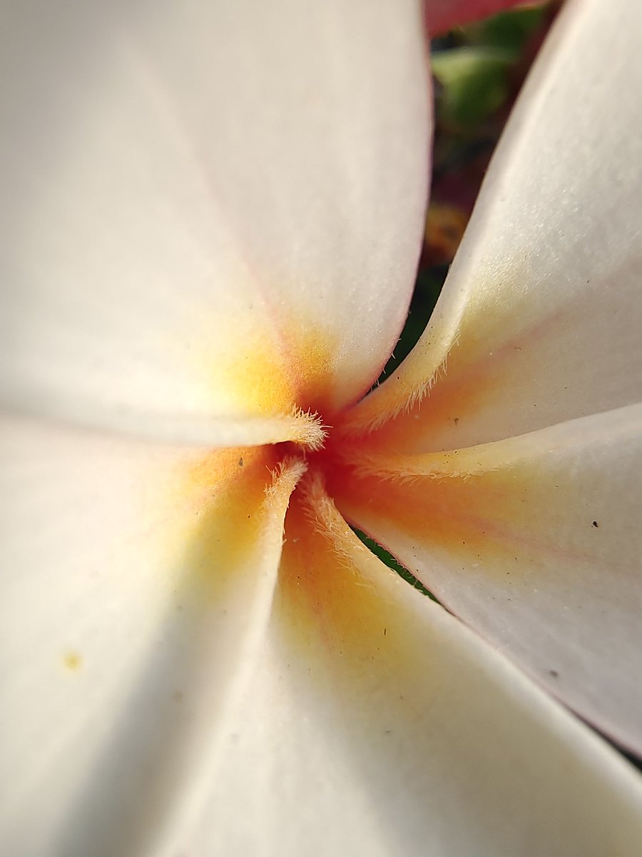 sandeep9sarma's tweet photo. Regular Shot and Macro Shot
#vivoX60Series #vivoX60Pro #revatlas https://t.co/WKDJTZ7yPd