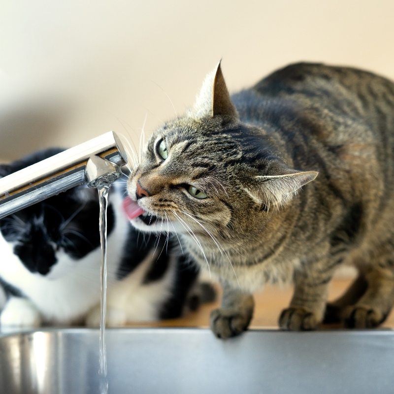 Saferoad_Ins's tweet image. It&apos;s #WorldWaterDay! Conserve water by installing low-flow faucets. They offer high pressure without using as much water as traditional faucets. #EcoFriendly #GoGreen