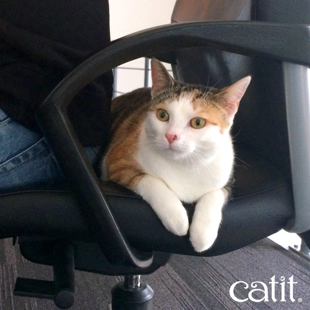 Catit's tweet photo. Whom else has a little helper that always has their back?
#CutestHelper https://t.co/ydp4Klot3K