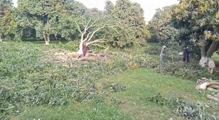 ahmerbeyg05's tweet image. Stop cutting of mango trees in Multan for Defence Housing Authority (DHA). Already we have only 5.1% forest area of Pakistan. If we couldn&apos;t stop these schemes then after few years, there will be no chance of survival. 🌴
#ActOnClimate #stopcuttingoftrees
#DHAMultan #forests