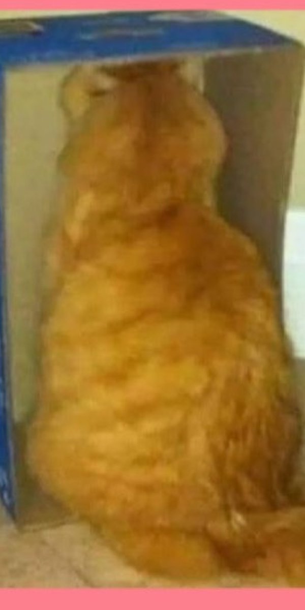 SarusaX's tweet photo. Niekto:si urazena?
Ja:nie, prečo https://t.co/ykRJvazJvs