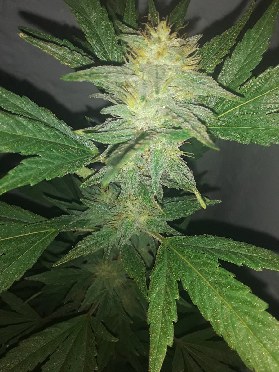 El aroma que entra por la ventana en las noches es una locura!!! 😛💚🌱