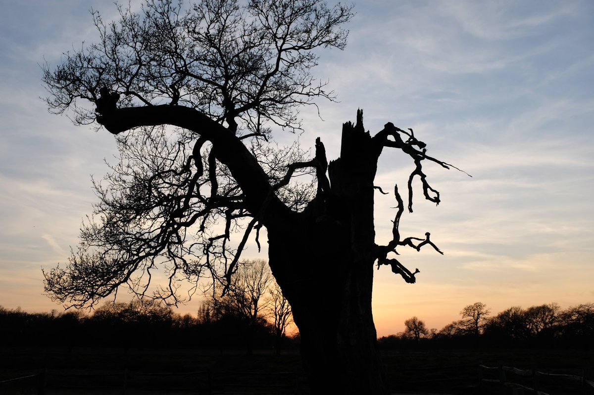 harri8here's tweet photo. #lightningtree @theroyalparks #BushyPark https://t.co/c7UTf4h14l