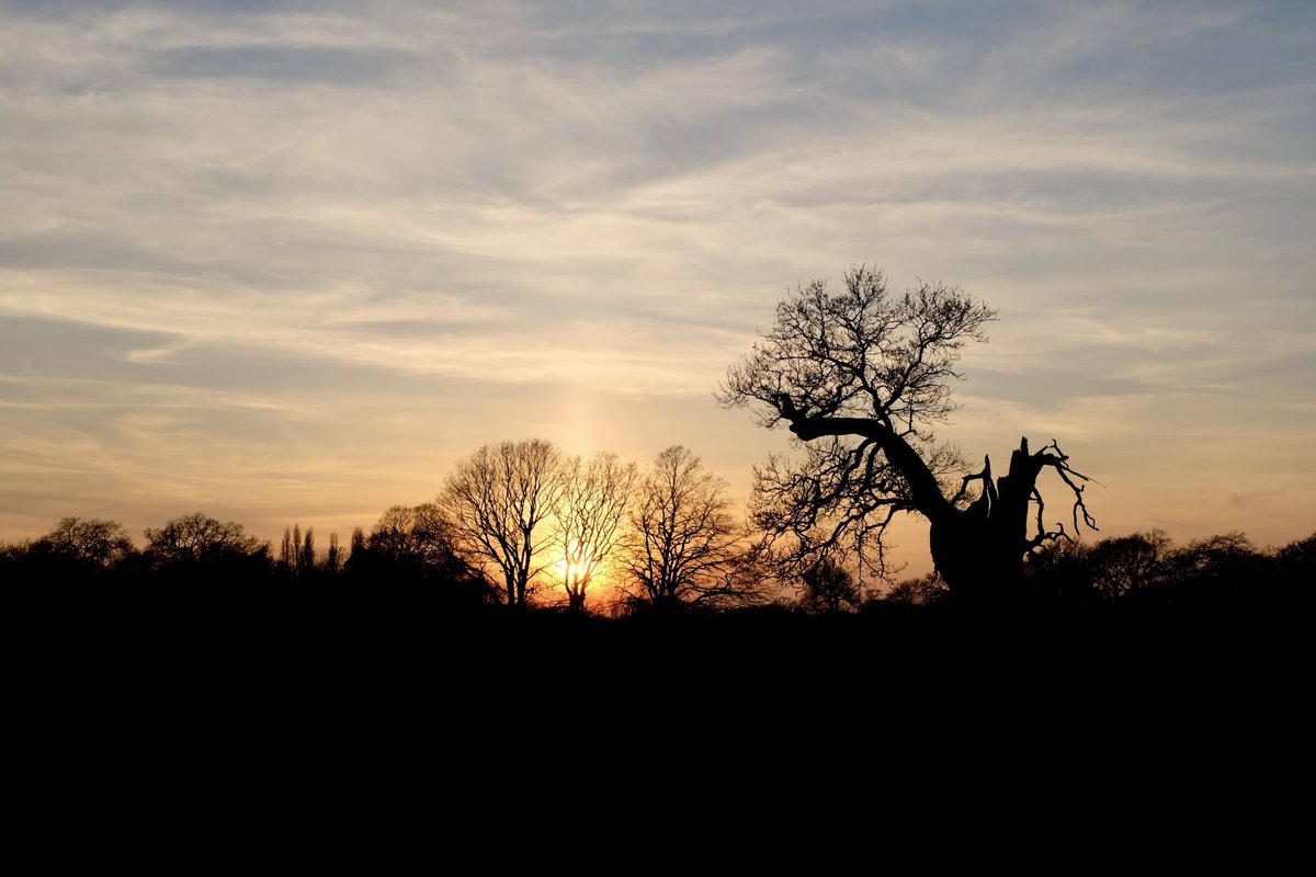 harri8here's tweet photo. #lightningtree @theroyalparks #BushyPark https://t.co/c7UTf4h14l