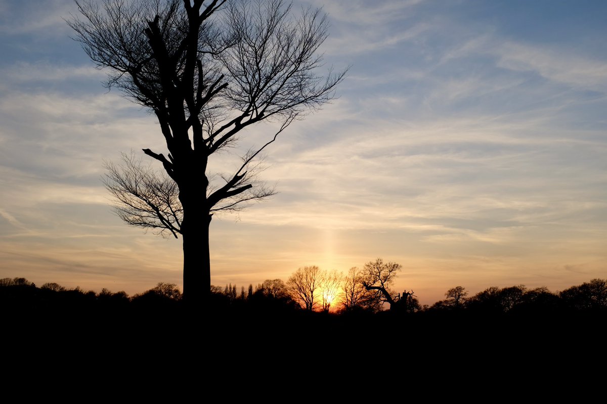 harri8here's tweet photo. #lightningtree @theroyalparks #BushyPark https://t.co/c7UTf4h14l