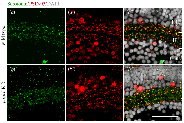 ptgoodbourn's tweet photo. Published today in IOVS: Altered visual function in a larval zebrafish knockout of neurodevelopmental risk gene pdzk1 (https://t.co/iOZIn78TUe). Congratulations to @JiahengXie, @pr_jusuf, @BangvBui, @TamarSztal &amp; Stef Dudczig! https://t.co/DxI8FjGsD1