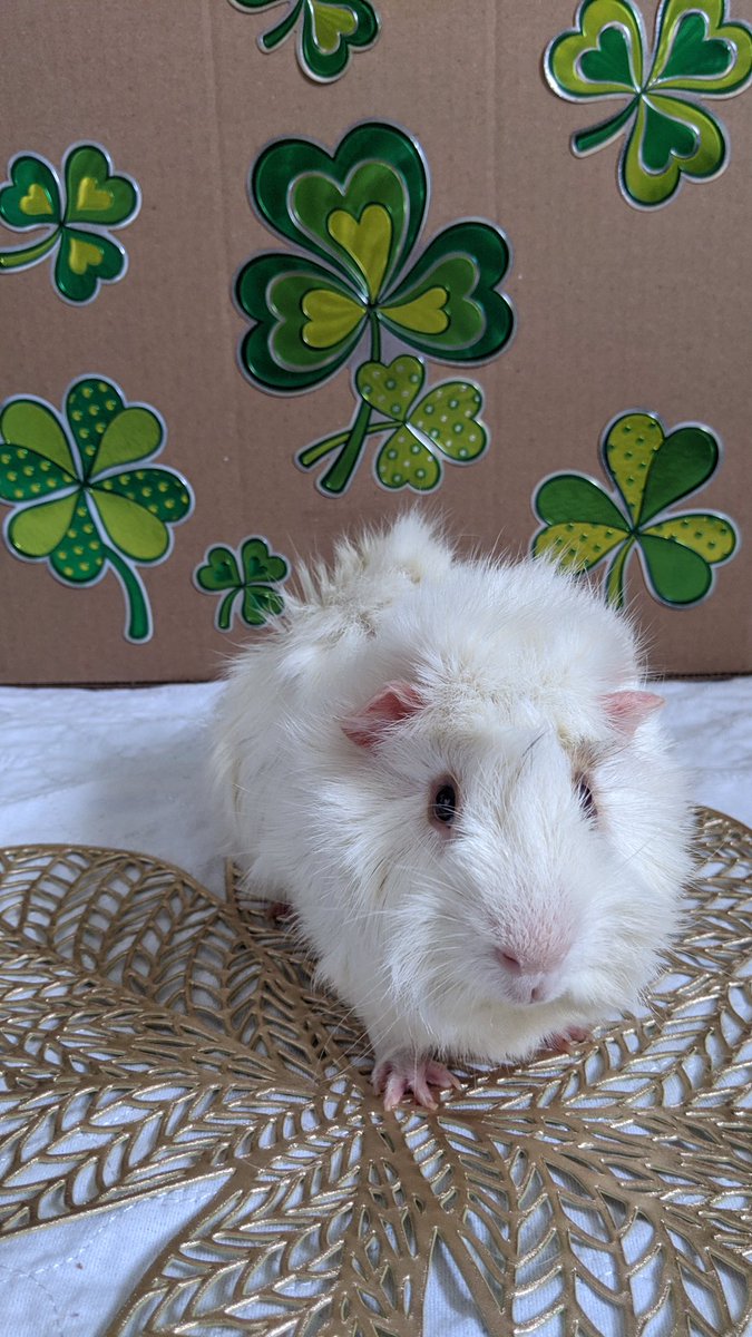 SnuggleAndSpice's tweet photo. Just some late St.Patrick’s day photos of my boys 😻🙈❤️ I took so many that Toasts will be posted next 🥰🐾❤️
#StPatricksDay #AnimalLover #cavys #animals #cuteguineapigs #guineapig #guineapigmom #whiteguineapig #specialneedcavy #cavy https://t.co/1xWIcRCpXN