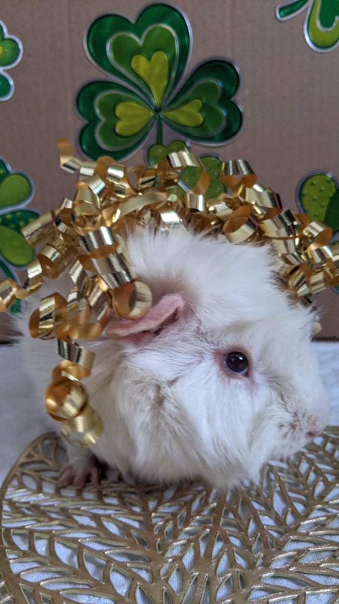 SnuggleAndSpice's tweet photo. Just some late St.Patrick’s day photos of my boys 😻🙈❤️ I took so many that Toasts will be posted next 🥰🐾❤️
#StPatricksDay #AnimalLover #cavys #animals #cuteguineapigs #guineapig #guineapigmom #whiteguineapig #specialneedcavy #cavy https://t.co/1xWIcRCpXN