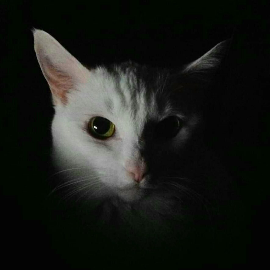 angelafineart's tweet image. We are SO excited: tomorrow we are painting a portrait of our cat Cashmere! This free “Cat Portrait” painting tutorial starts tomorrow at 6PM CST on YouTube. 😊🎨🐈 - youtu.be/Y30hrrwdd50 - YouTube link in bio!

#paintingtutorial #freetutorial #howt… instagr.am/p/CMvRmSBFMGR/