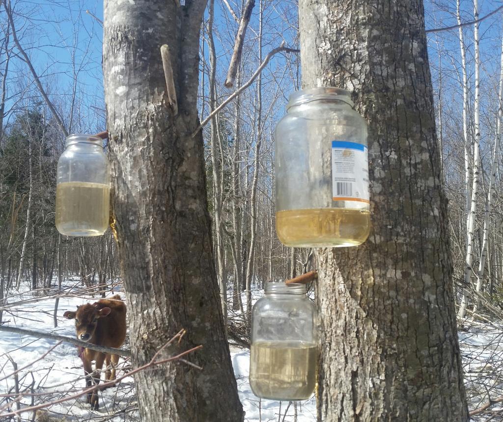 TheRustyIRiS's tweet photo. #Sugarshack time! #Lowcost #NoPlastic #MapleSugar #saping Living in the #MapleBelt, at least colder winters are a bit sweet at the end. Feeling like #spring. https://t.co/5evNIpHu1g