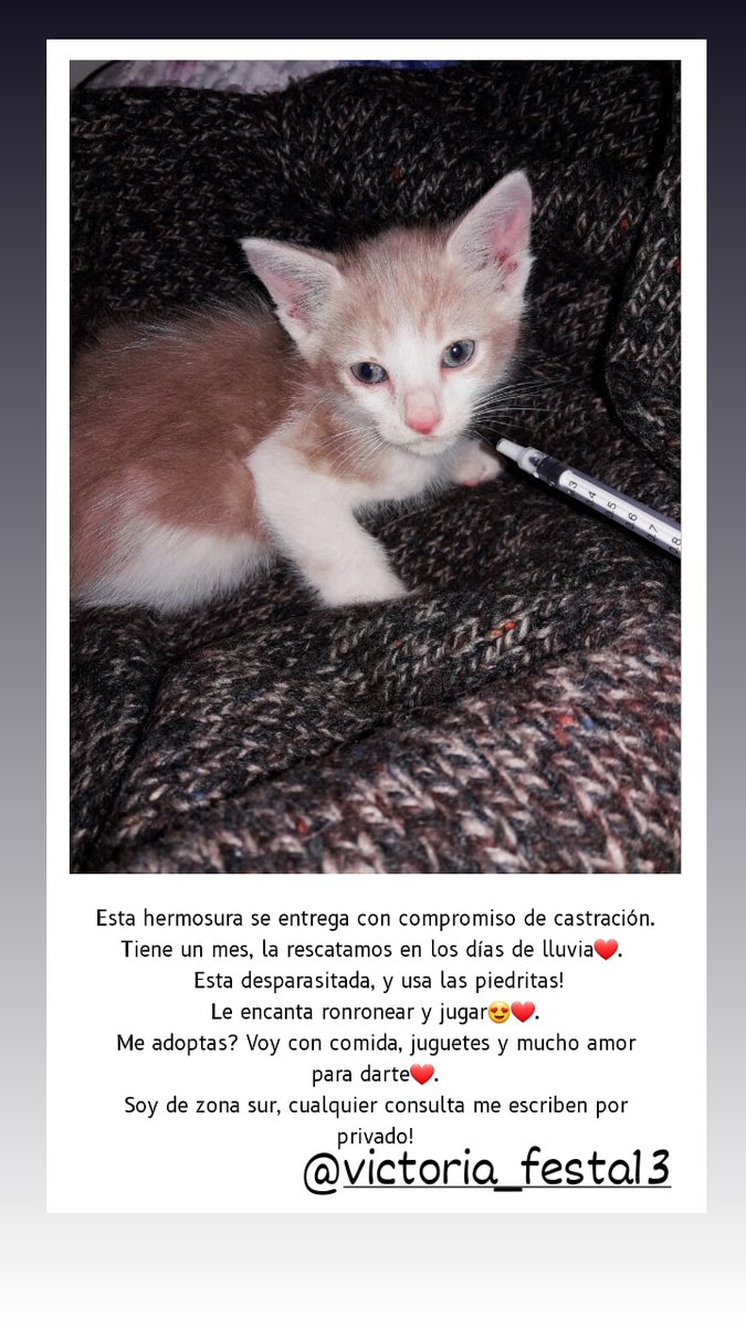 Esta gatita hermosa está en adopción 😍 fue rescatada de la calle. Cualquier cosa comunicarse con @VictoriaFesta01. Si me ayudan a difundir sería de gran ayuda!! Estamos en CÓRDOBA, ARGENTINA. Gracias ❤️