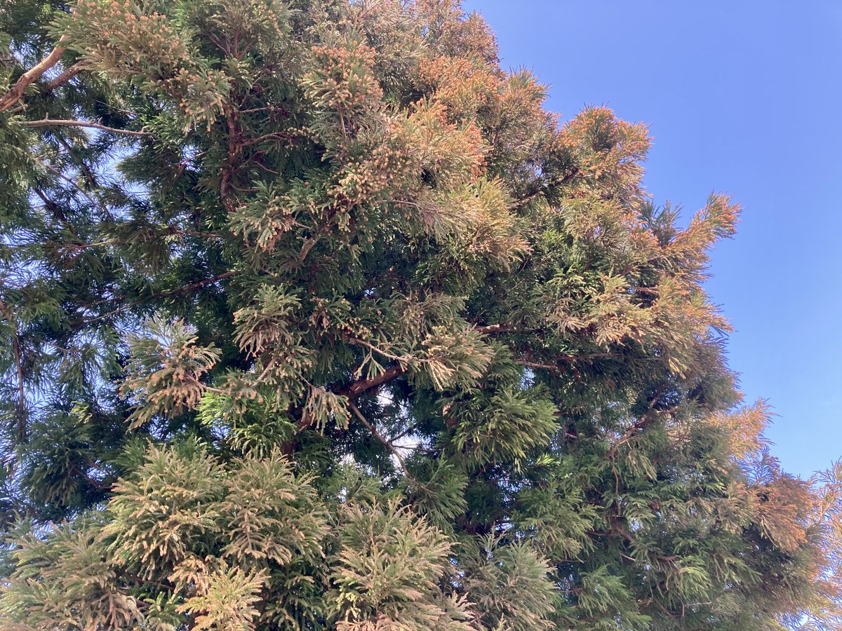 John Munjak A Cure For Hay Fever 花粉症 T Co Vutnvykboq 富山 富山市 英語 英会話 英語レッスン オンライン英会話 English Studyenglish Speakenglish Pollen 花粉 Hayfever 花粉症 Itchyeyes 目のかゆみ Runnynose 鼻水