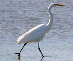 allanrob9's tweet photo. Saw a very large white heron on Hawkesbury lagoon #Karitane today. No didn't get a photo- these are from Google so don't say beautiful photos Rob. Not mine. #NZ Beautiful birds I saw one at #Waitati last year. More common are the spoonbills & blue herons. https://t.co/otav3EemAm