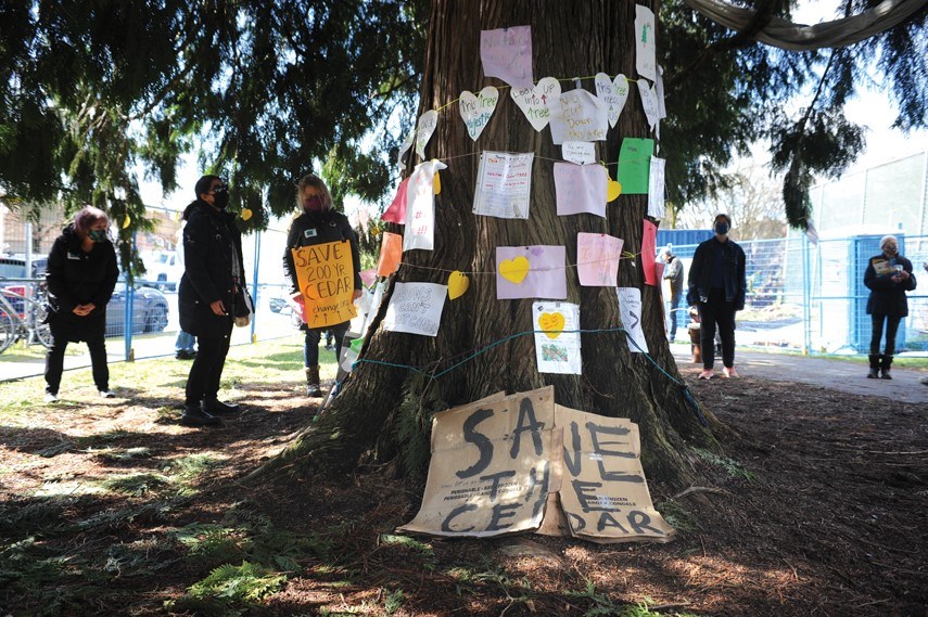 NorthShoreNews's tweet photo. Developer says it’s ‘exploring all options’ to potentially save North Vancouver cedar tree https://t.co/m3yXpizDHH https://t.co/VtZUPTMSTc