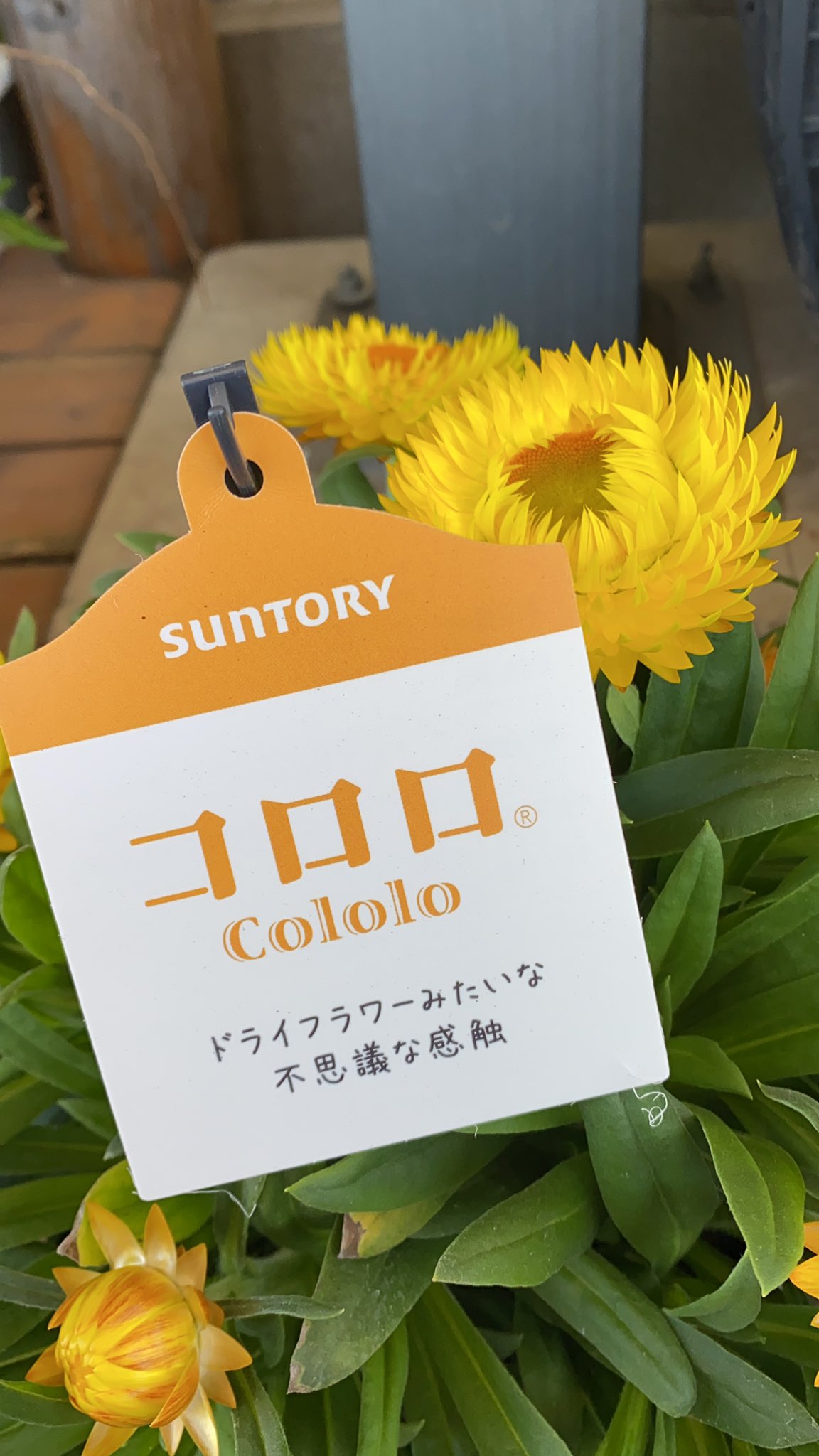 株式会社マーバラス ドライフラワーみたいな コロロ 入荷しております 西多摩郡 瑞穂町 羽村市 福生市 青梅市 武蔵村山市 花束 イーフローラ フジテレビフラワーネット フラワーアレンジメント みずほ応援商品券 観葉植物 春 卒業式