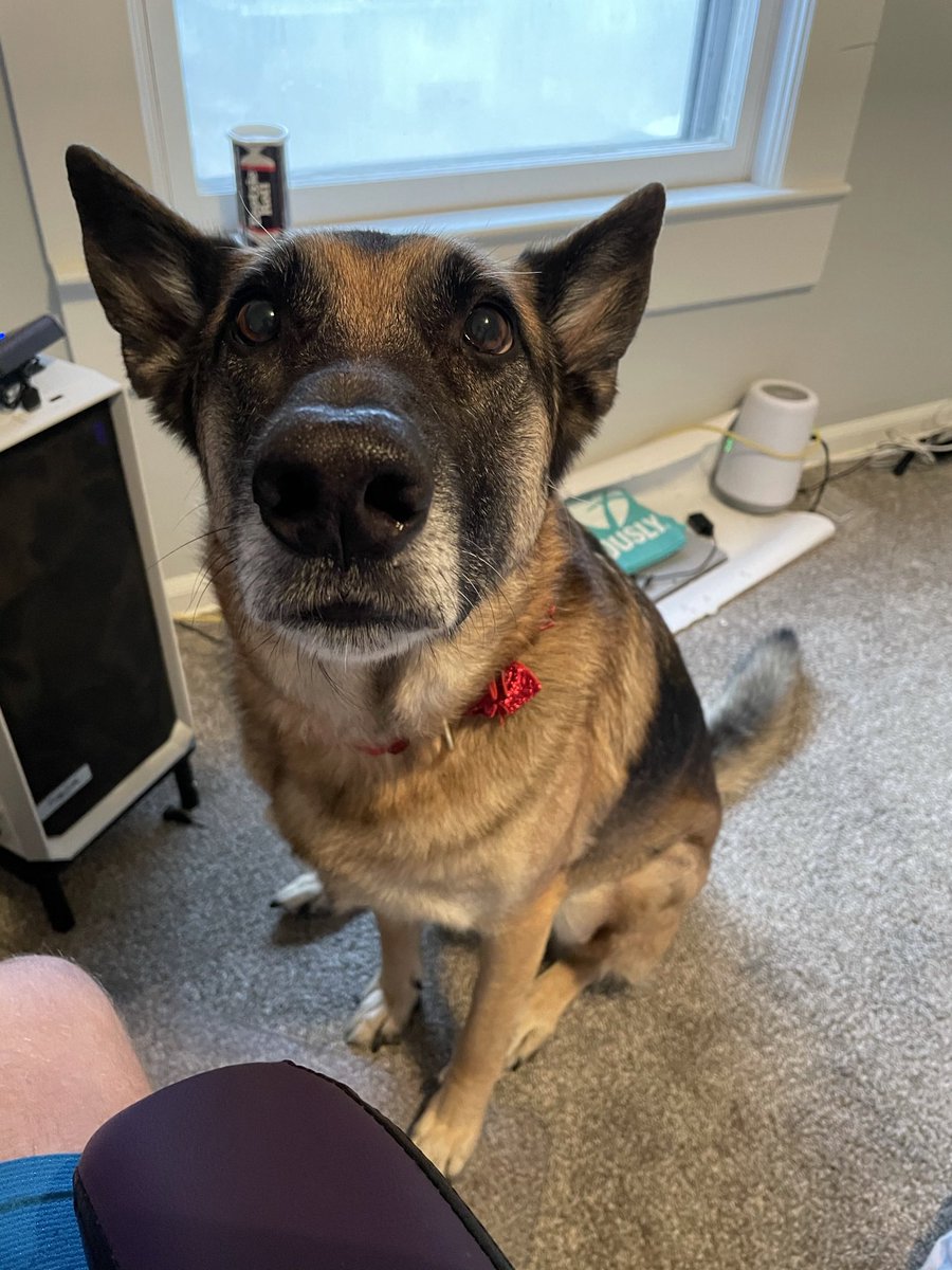 jon_gundo's tweet photo. Had to put down my best friend this morning. The hardest thing I’ve ever had to do. Love you baby girl. https://t.co/03nk1nGmm1