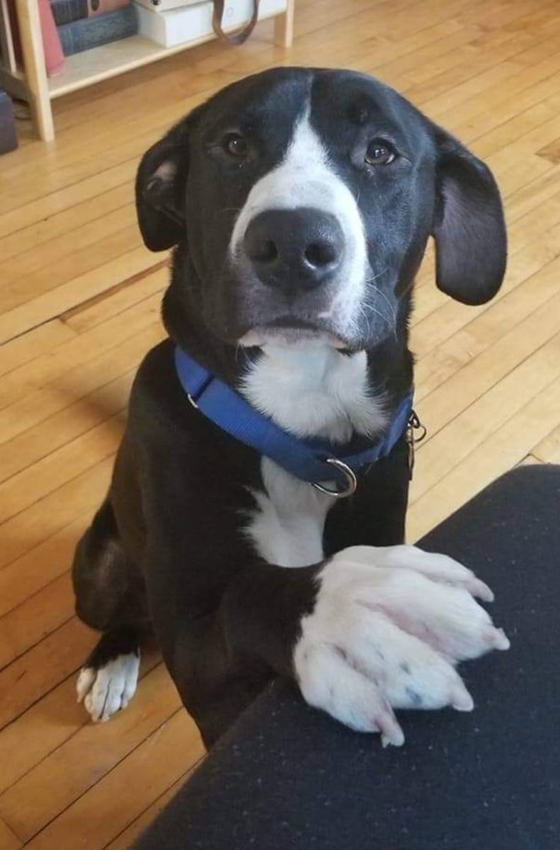 Meet today's 2nd #ManCrushMonday! Ronan Duhast's loving &amp; affectionate. He takes to training quickly! He can be selective with other pups &amp; needs slow, supervised intros. He's looking for a home with no young kids that can work on his separation anxiety. petlover.petstablished.com/pets/public/93…