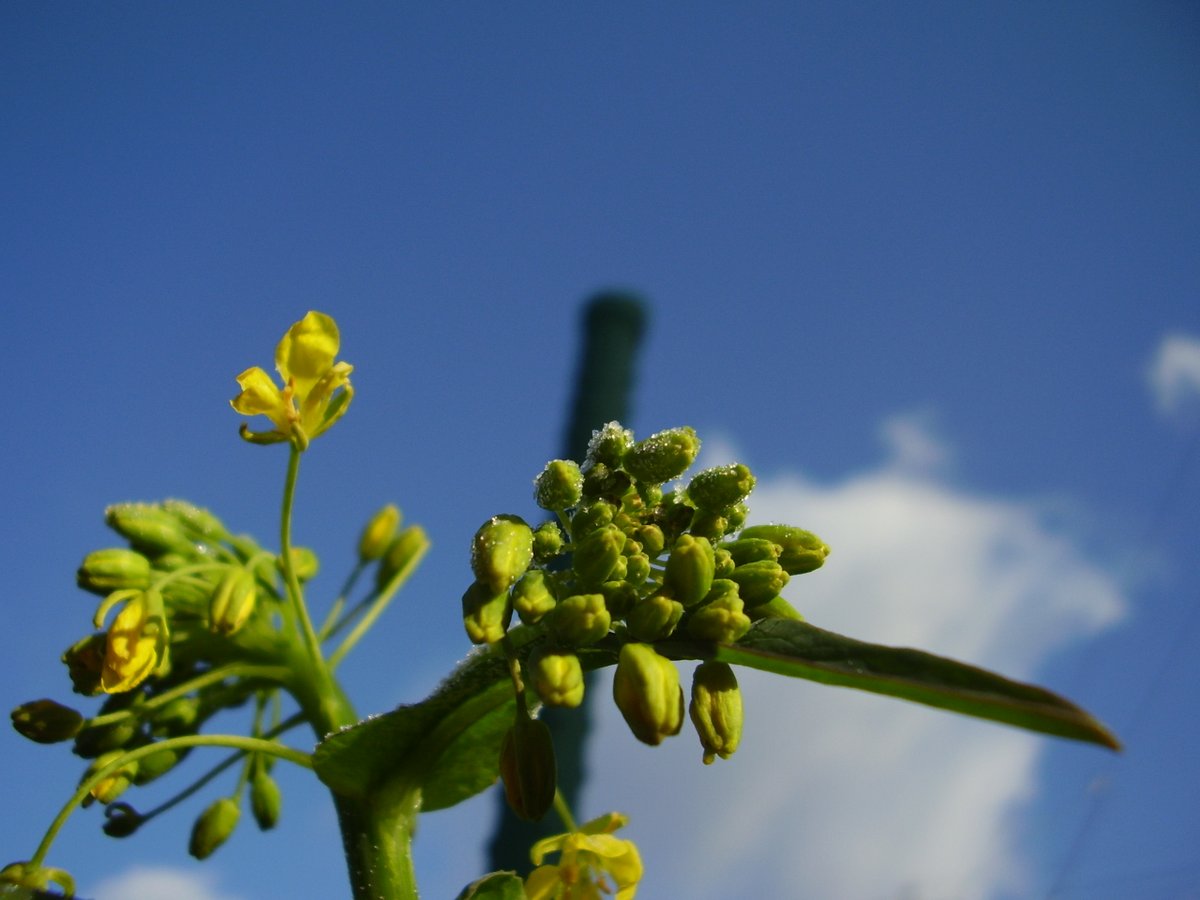 エアタニケイ على تويتر 霜が降りるという言い方も方言でしょうか 写真 花 蕾 野沢菜
