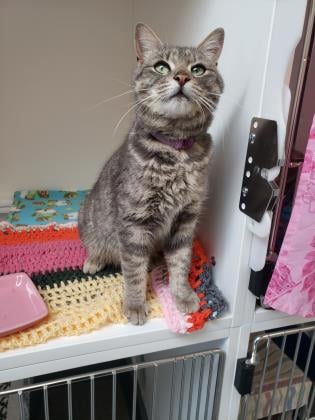 GuelphLostPets's tweet photo. Recognize this young female grey tabby cat? Found in Wellington Rd 124 &amp; 1st Township (?) #Breslau on March 22. Was wearing purple collar, no ID. If she's yours or you have any info contact #Guelph Humane Society at 519-824-3091 or lostandfound@guelphhumane.ca (ID 46943692) https://t.co/gyeZ6fjS5Y