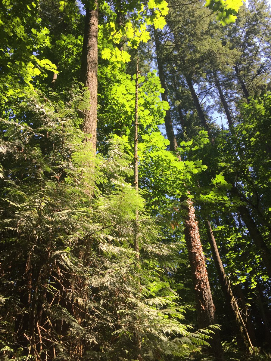 annikaklanderud's tweet photo. ๐ฒ Out of the 2 trees in the garden of Eden, man chose knowledge over life. And ever since then, God has been prodding us to choose life.
#amwriting #cfwriter #WritingCommnunity #writerslife https://t.co/Zhe360IZDG
