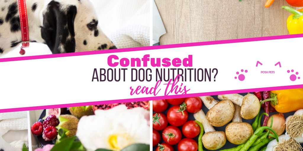 PoshPetsClub1's tweet photo. Confused about Dog Nutrition? - https://t.co/JghjKbB2QK https://t.co/sLVU9EWMOh