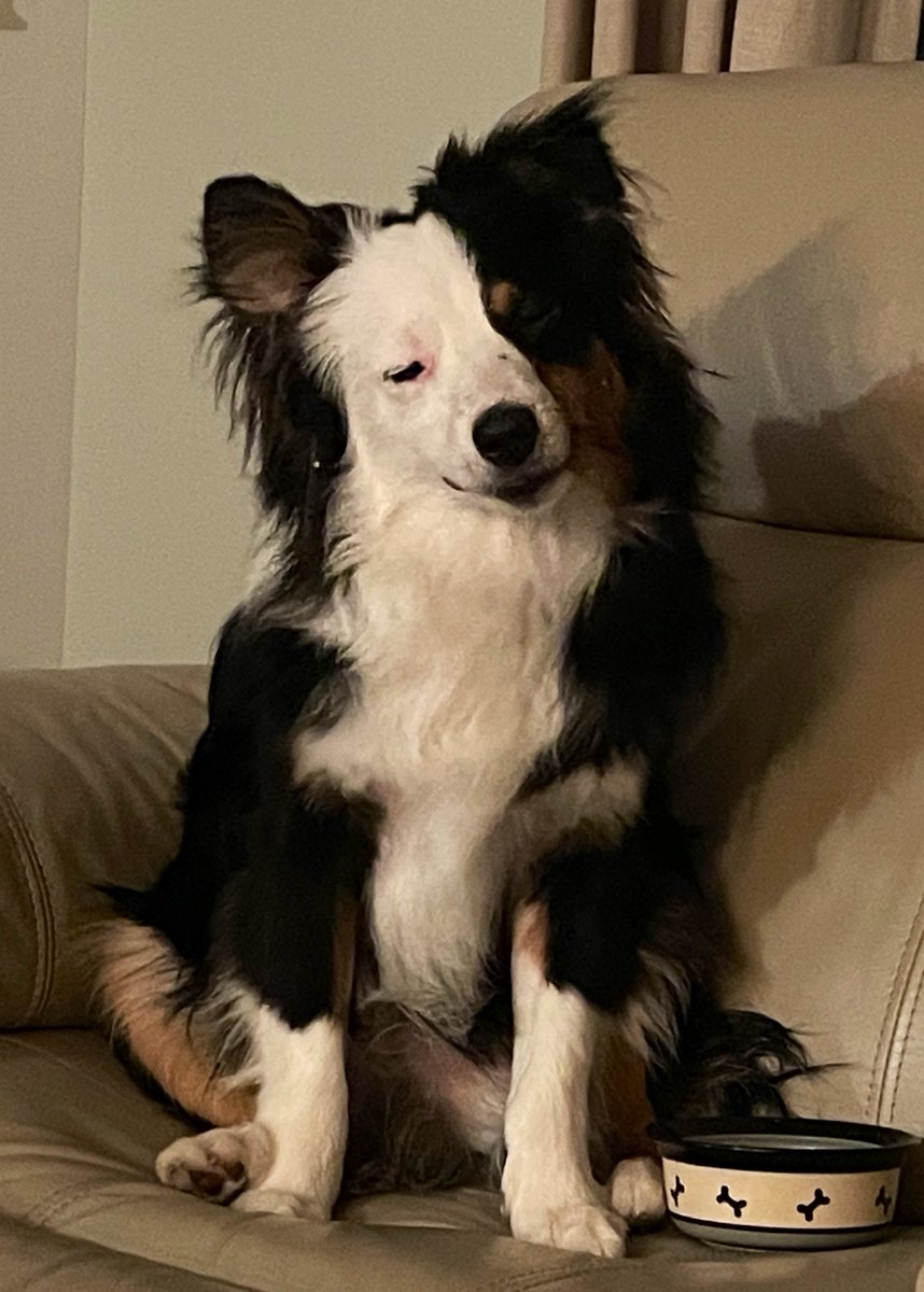 harryMAS20's tweet photo. Recent development 🙄 Today, mom called me Clarry. Is she just  being lazy when she combines our names? Or is she losing it? Both? 🤔 🐾😊❤️ #itsHarry #dogsoftwitter #australianshepherd #miniaussie https://t.co/X8Sz7o1AAB