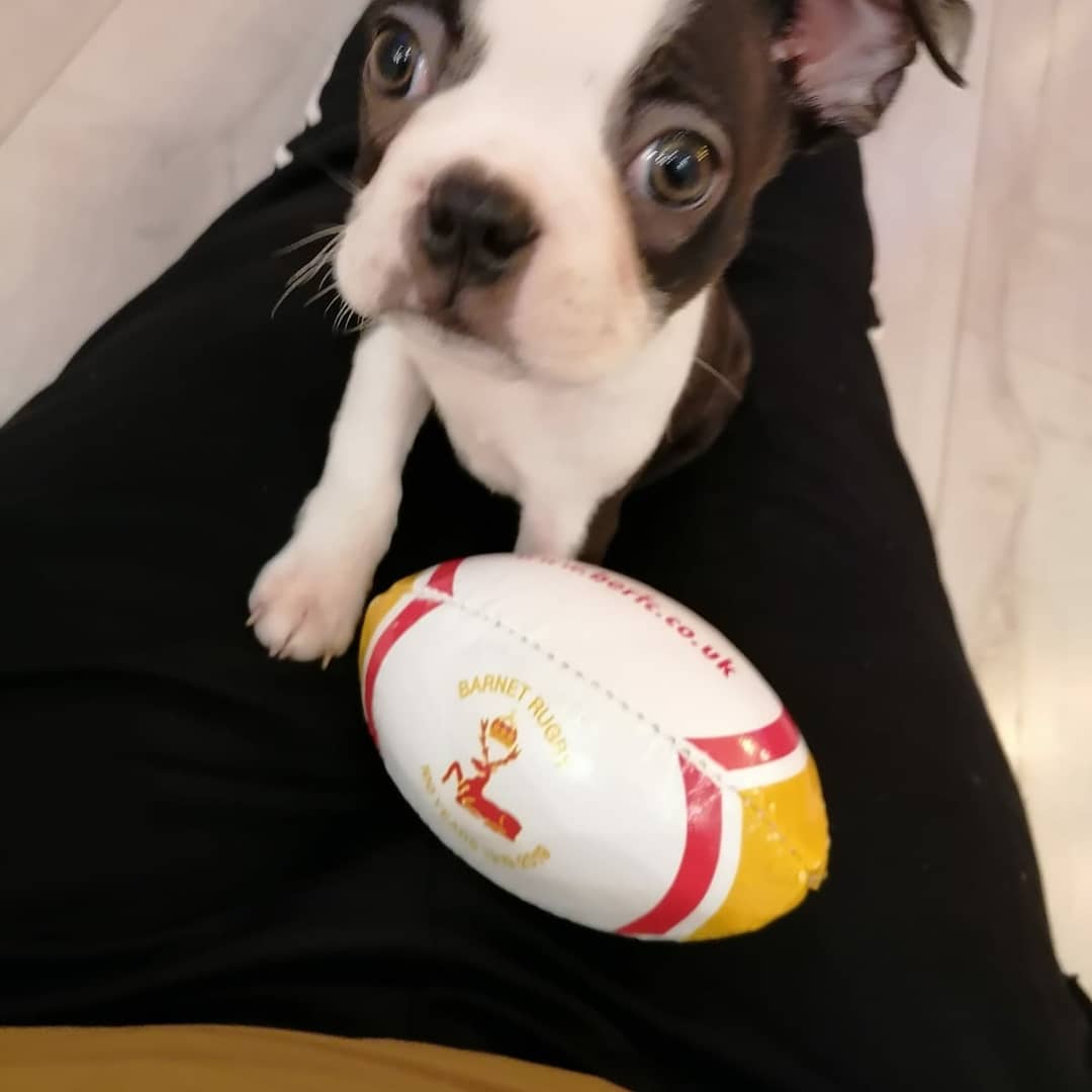 BarnetElizRFC's tweet photo. We round up our Cutest Dog Competition by showing you the last remaining Entrants. 
The BERFC Social Media Team would like to thank everyone who who took the time to share their pictures.

#berfc #barnet #dogsoftwitter #grassrootsrugby #RFU #rugbycoach https://t.co/2AVbD0UHnp