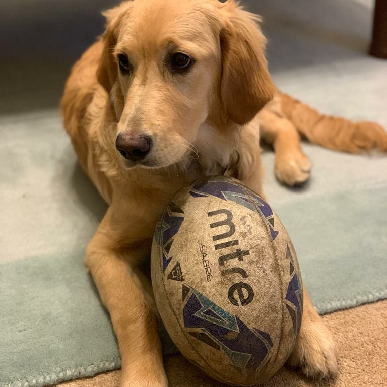 BarnetElizRFC's tweet photo. We round up our Cutest Dog Competition by showing you the last remaining Entrants. 
The BERFC Social Media Team would like to thank everyone who who took the time to share their pictures.

#berfc #barnet #dogsoftwitter #grassrootsrugby #RFU #rugbycoach https://t.co/2AVbD0UHnp