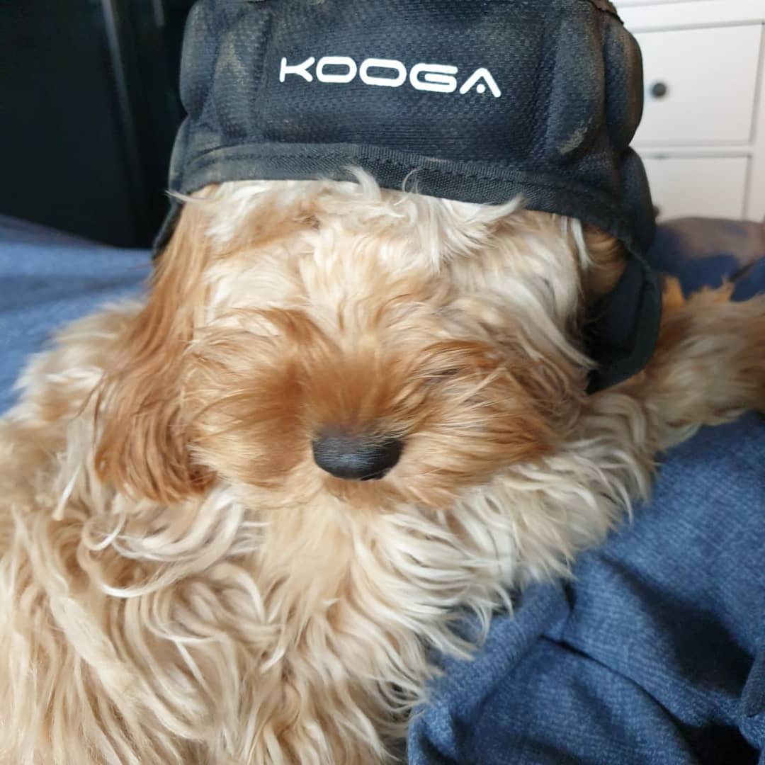 BarnetElizRFC's tweet photo. We round up our Cutest Dog Competition by showing you the last remaining Entrants. 
The BERFC Social Media Team would like to thank everyone who who took the time to share their pictures.

#berfc #barnet #dogsoftwitter #grassrootsrugby #RFU #rugbycoach https://t.co/2AVbD0UHnp