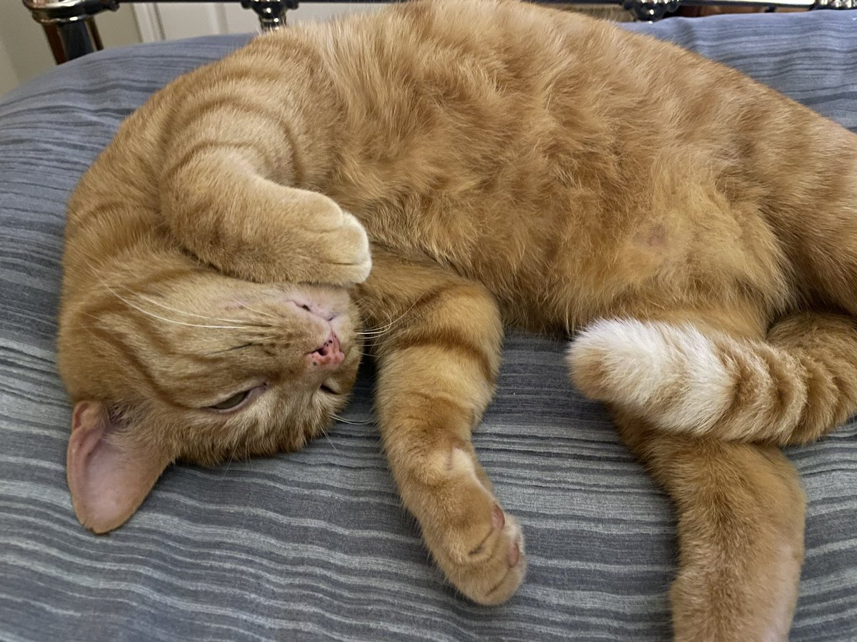 JoHartley3's tweet photo. Aww this little fella ...he keeps me going when I need it the most #furtherapy #love https://t.co/Clvrzrmsmt