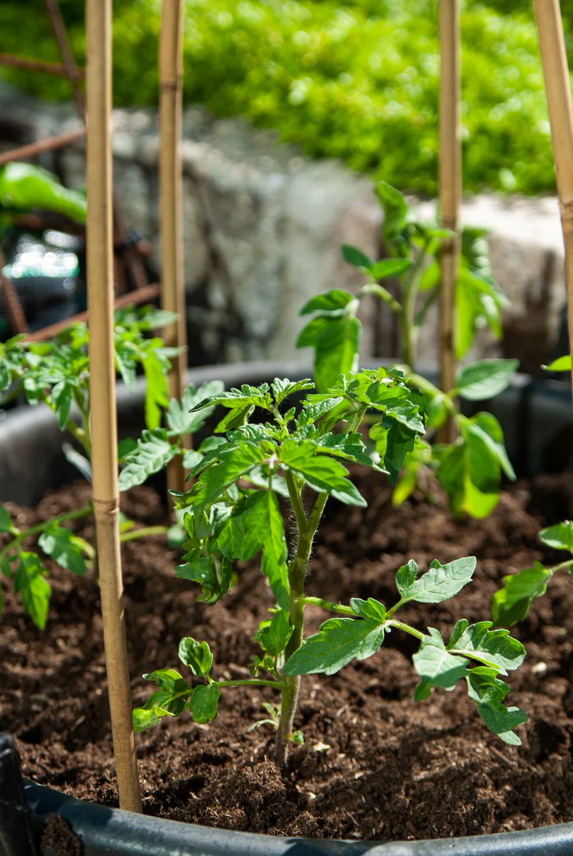 sagescript's tweet image. Are you planting starts now? #gardening
