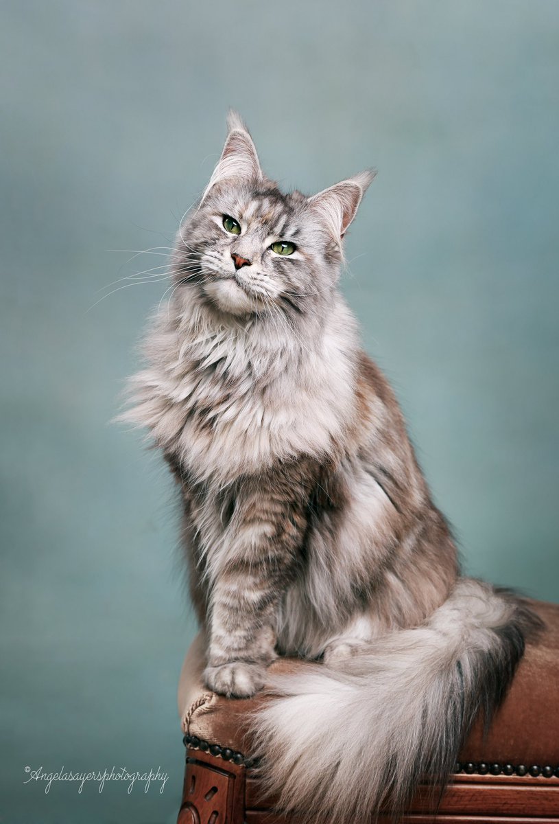 TinyCherubs1's tweet photo. Meow
#cats #mainecoon #petphotography #lancashirephotographer #lythamphotographer #blackpool https://t.co/IPpdiwor7n